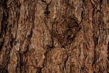 Textured background of a long aged tree bark in the autumn forest