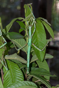 rod grasshopper stick insect stabheuschrecke at a butterfly park in bali indonesia