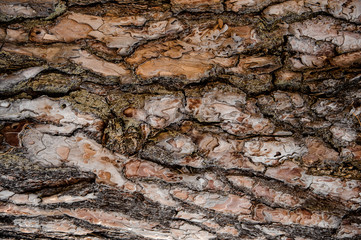 Textured background of a naturally ornate tree bark in the autumn forest