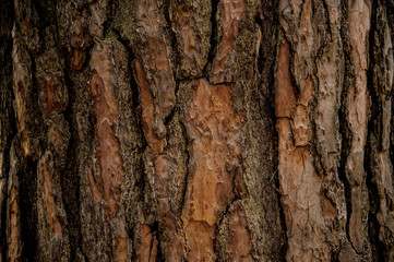 Naklejka premium Textured background of a naturally ornate tree bark in the fall forest