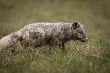 Cute young grey polar fox playing on a meadow. Jumping, running, having fun.