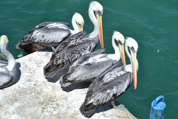 Pelicanos