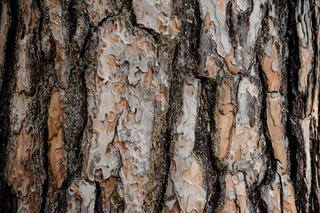 Textured background of a beautifully ornate tree bark in the autumn forest