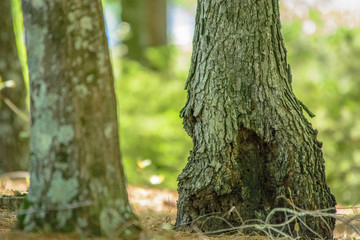 Obraz premium The base of a tree that has been damaged and healed itself in Alabama, USA