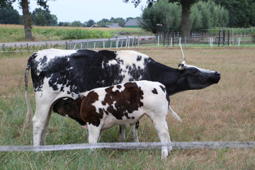 Young calf of a frysian cow is nursing at her black and white mother on a meadow in the Netherlands,