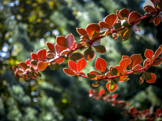 Autumn red leaves of barberry on the blurred background of the emerald greenery of the garden. Sunny natural light.