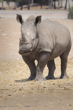 great funny rhino stands alone
