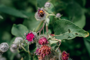 Insects and flowers, a bumblebee sitting on a purple thistle flower.