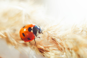 ladybird on the grass