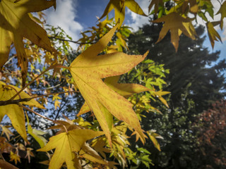 Autumn yellow and gold leaves Liquidambar styraciflua, Amber tree against the blue sky. A close-up of an Amber leaf in focus against a background of blurry leaves.
