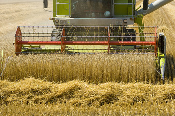 Fototapeta na wymiar Harvesting grain
