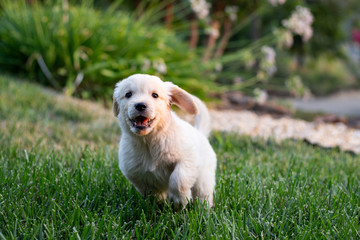 8 week old golden retriever puppy running in green grass outside. Happy and playful