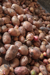 Potato harvest in the cellar as a background