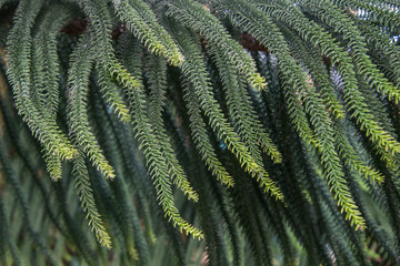Norfolk Island Pine Tree close up