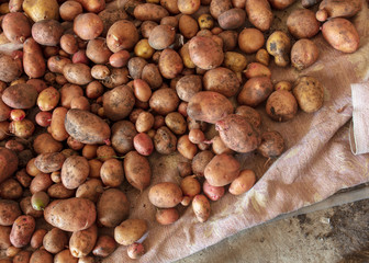 Potato harvest in the cellar as a background