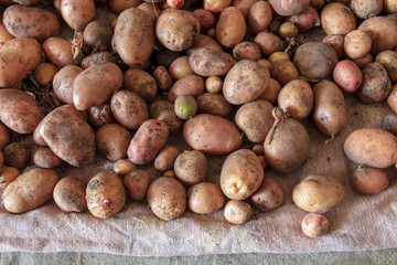 Potato harvest in the cellar as a background