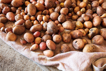 Potato harvest in the cellar as a background