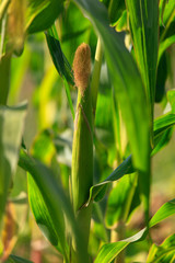 Corn on a plant in the garden