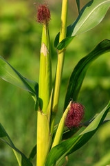 Fototapeta premium Corn on a plant in the garden