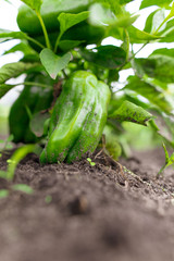 Green bell pepper on the plant in the garden