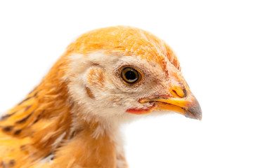 Portrait of an orange chick on a white background