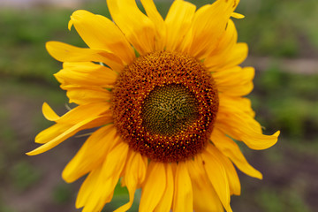Obraz premium Yellow sunflower flower on nature as background