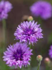 Beautiful violet flower growing in the park