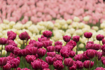 Abundant colorful Tulip flowers in springtime in the rain background