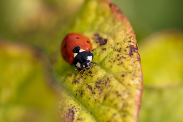 Colorado beetle on the leaves of potatoes