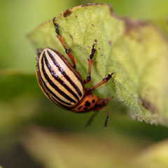 Colorado beetle on the leaves of potatoes