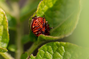 Colorado beetle on the leaves of potatoes