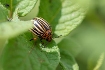 Colorado beetle on the leaves of potatoes