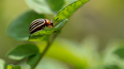Colorado beetle on the leaves of potatoes