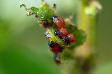 Colorado beetle on the leaves of potatoes