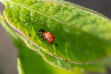 Colorado beetle on the leaves of potatoes