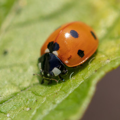 A ladybug on the leaves of a plant