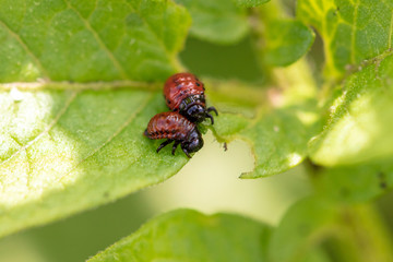 Colorado beetle on the leaves of potatoes