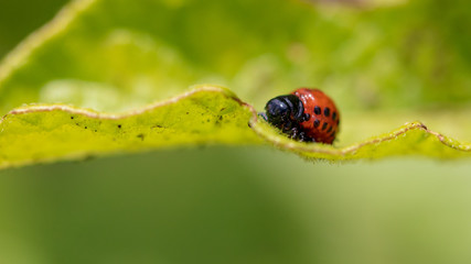 Colorado beetle on the leaves of potatoes