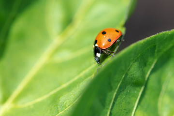 A ladybug on the leaves of a plant