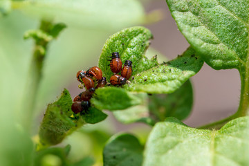 Colorado beetle on the leaves of potatoes