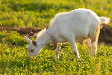 White goat grazing on green grass outdoors