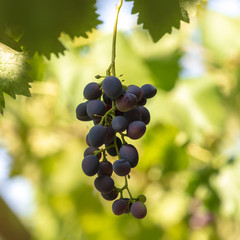 Ripe bunch of grapes in the garden