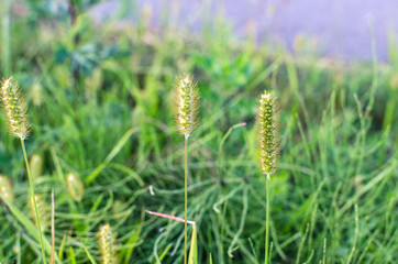 Grass timothy grows in the wild. Timofeevka close up in nature