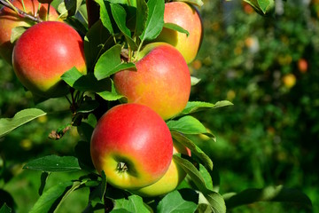 Knackige rote Äpfel in Südtirol, Erntebeginn
