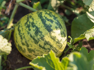 Melon grows on a plant in the garden