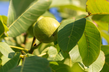 Walnut on the branches of a tree