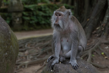 Naklejka na ściany i meble old monkey sitting on a stone in the monkey forest in ubud bali indonesia