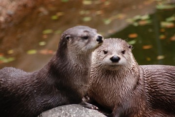 Two otters sitting together. One looking directly into camera, the other staring into distance