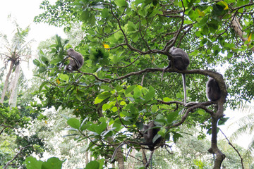 five monkeys sitting on a tree in the monkey forest in ubud in bali indonesia