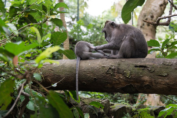 a mother monkey delouse her baby sitting on a tree in the monkey forest in ubud in bali indonesia